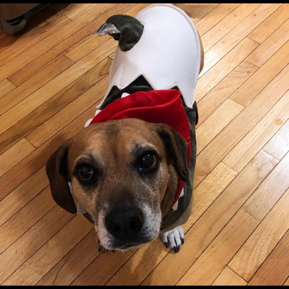 Dog dinosaur costume
